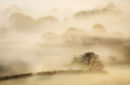 Mist in the trees